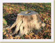 2006-11-16_13-29-53_novembre_46,3mm_1_200_eme_Canon PowerShot A95 * 2592 x 1944 * (827KB)